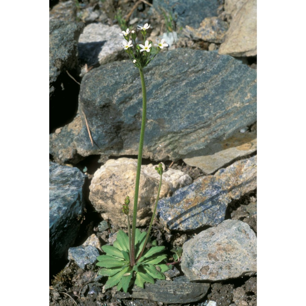 androsace septentrionalis l.