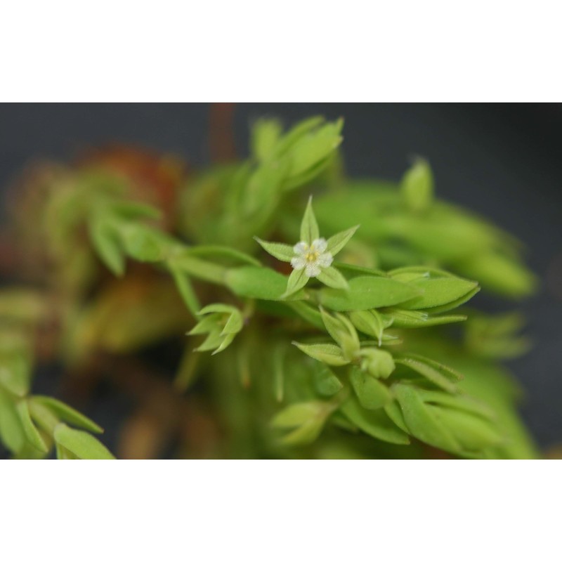 asterolinon linum-stellatum (l.) duby