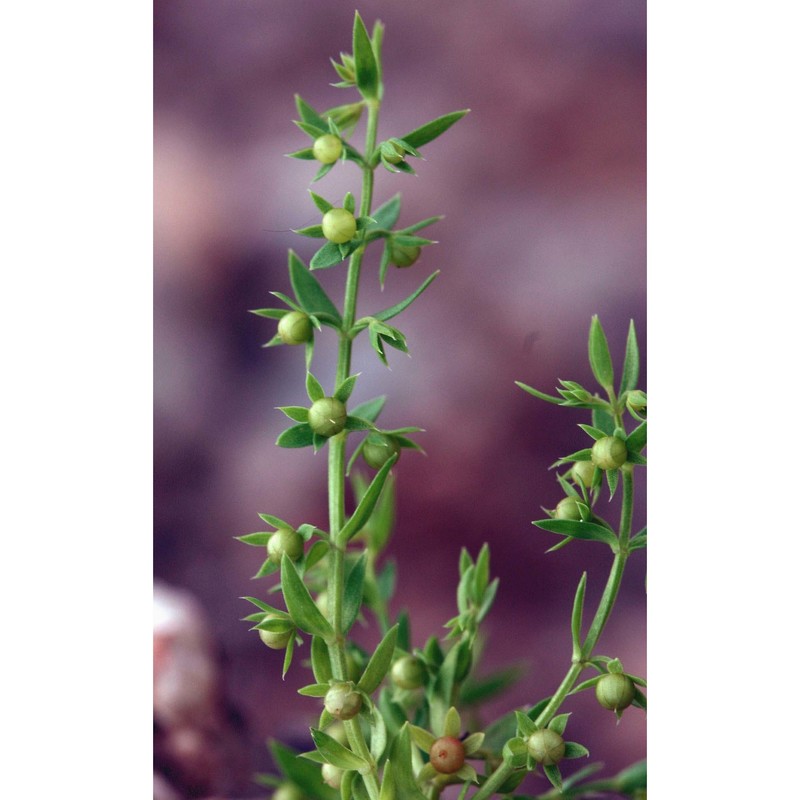 asterolinon linum-stellatum (l.) duby