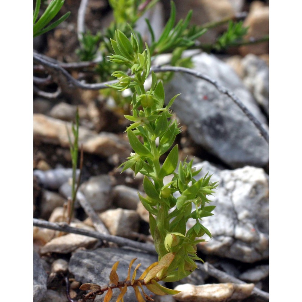 asterolinon linum-stellatum (l.) duby