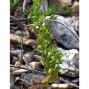 asterolinon linum-stellatum (l.) duby