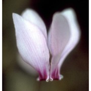 cyclamen hederifolium aiton