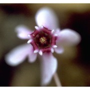 cyclamen hederifolium aiton