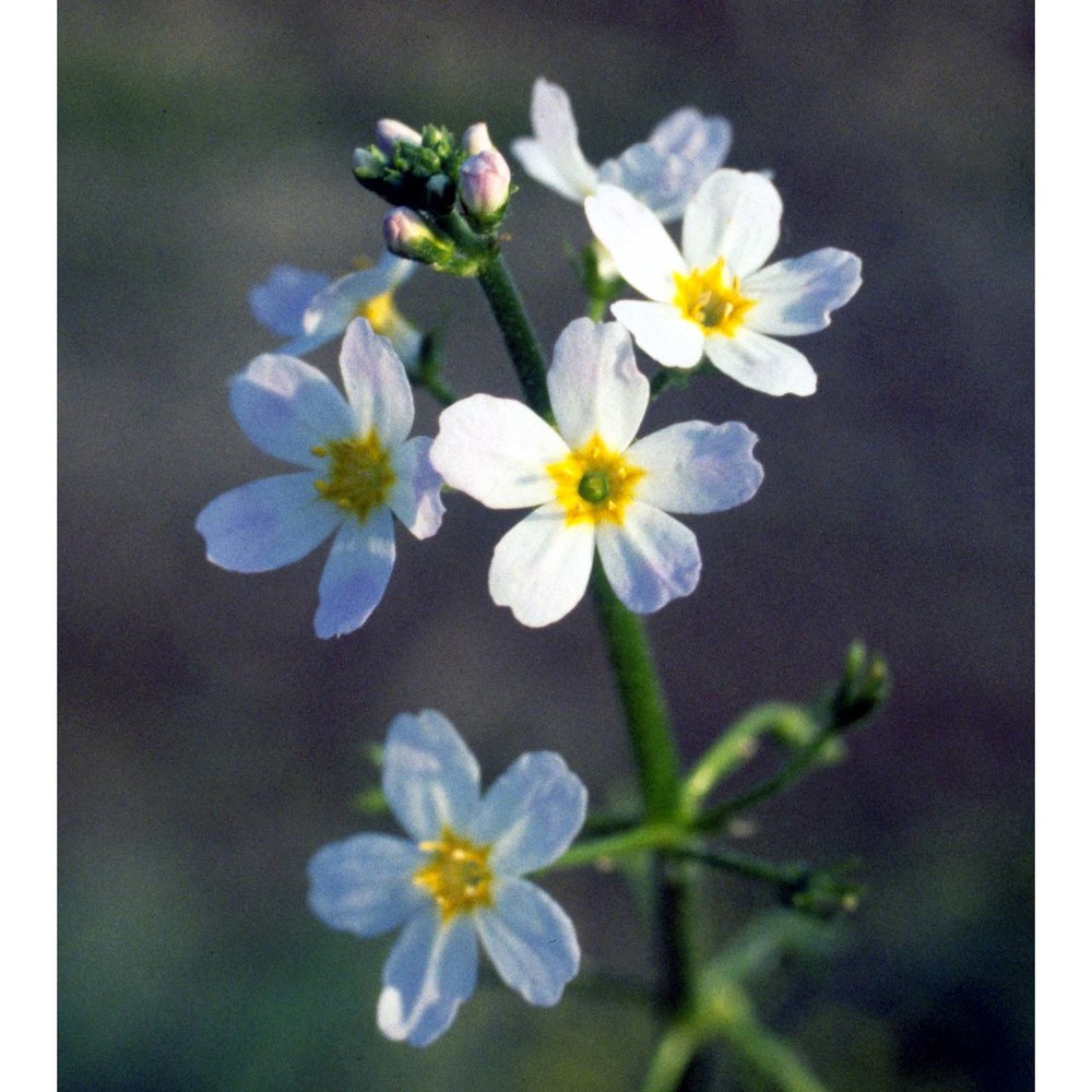 hottonia palustris l.