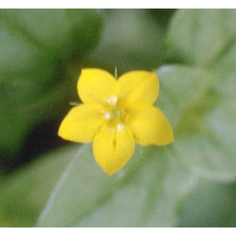 lysimachia nemorum l.