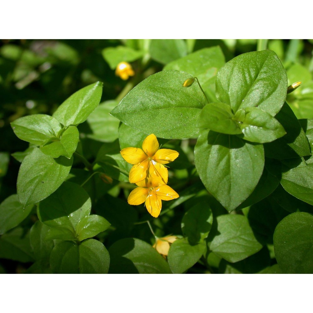 lysimachia nemorum l.