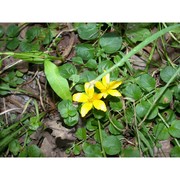 lysimachia nummularia l.