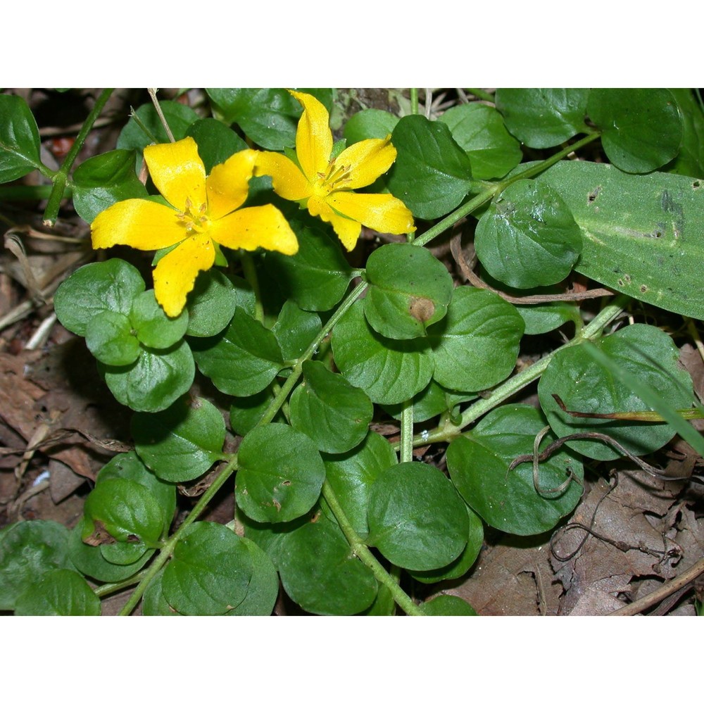 lysimachia nummularia l.