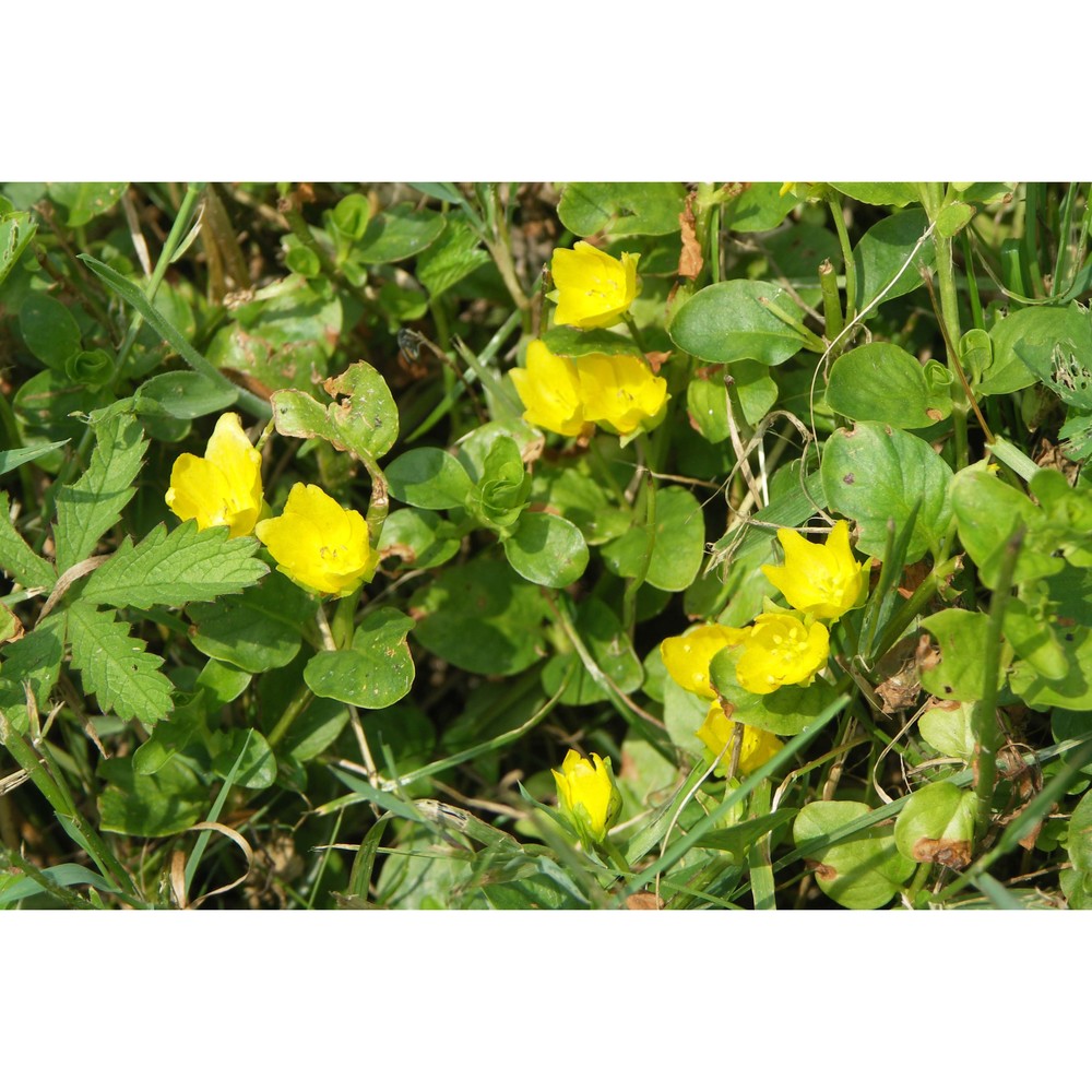 lysimachia nummularia l.