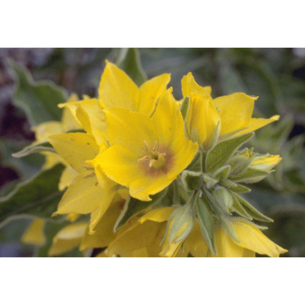 lysimachia punctata l.