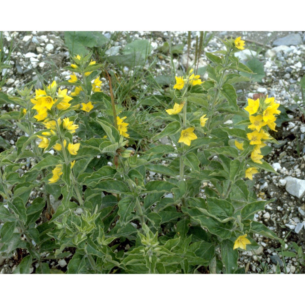 lysimachia punctata l.