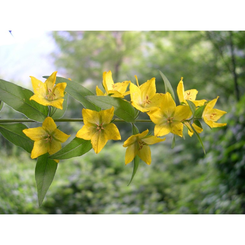 lysimachia punctata l.