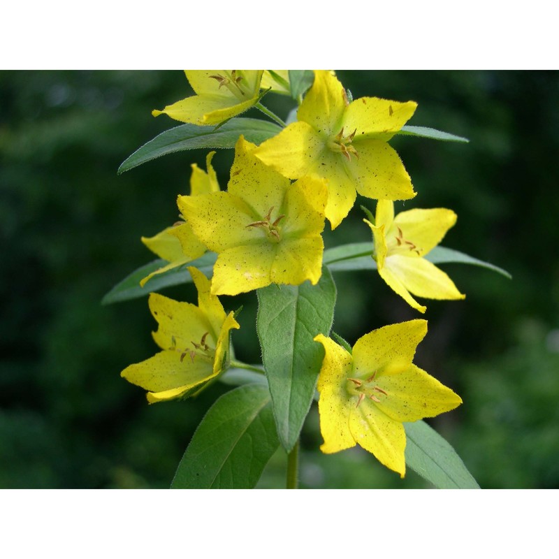 lysimachia punctata l.