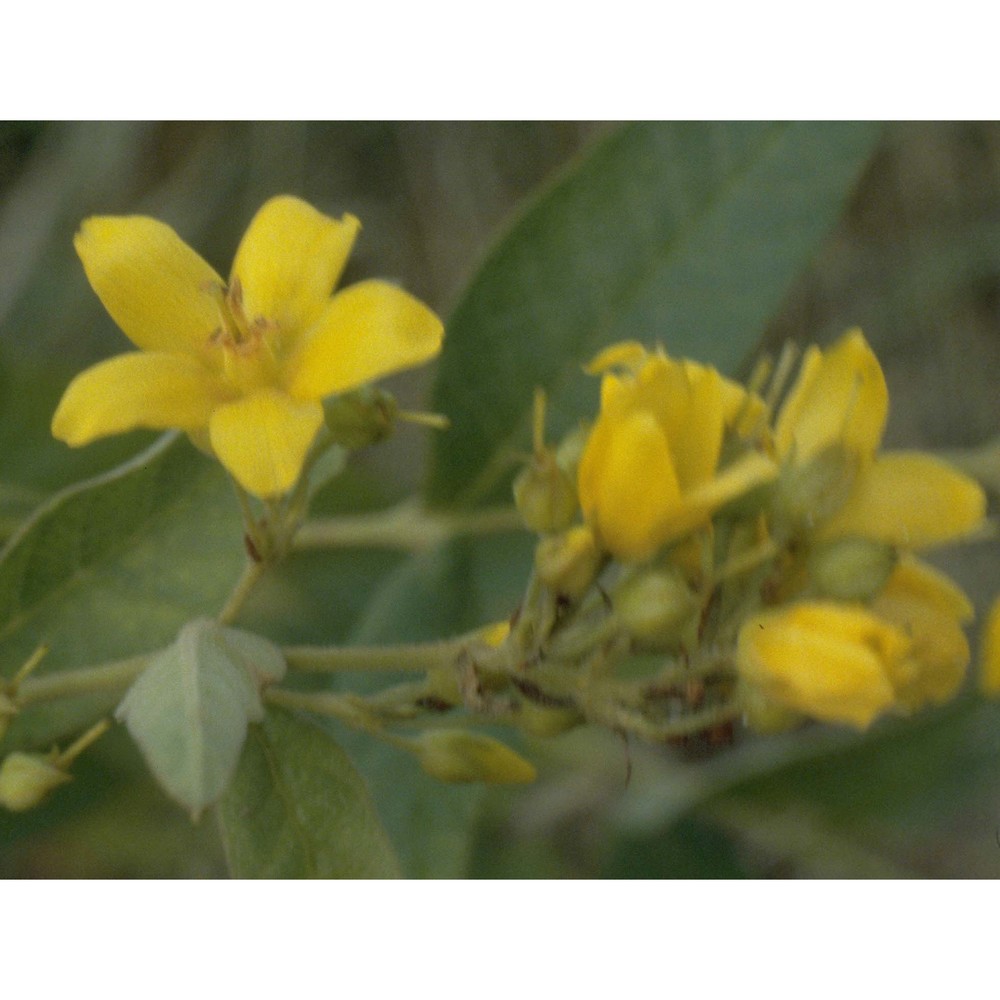 lysimachia vulgaris l.