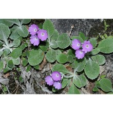 primula albenensis banfi et ferl.