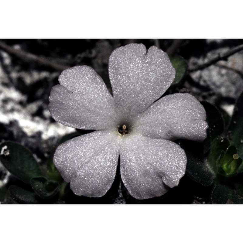 primula allionii loisel.