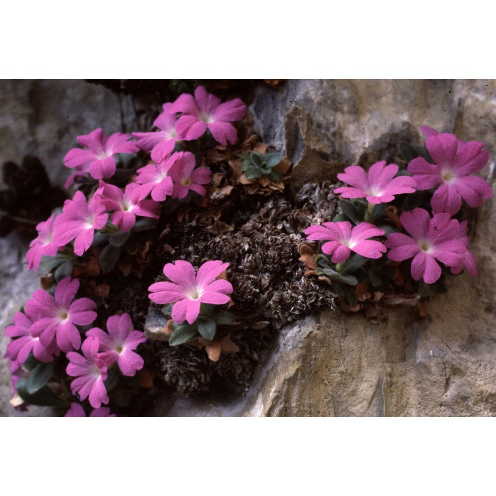 primula allionii loisel.