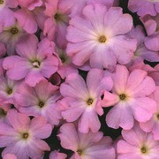 primula allionii loisel.