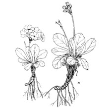 primula apennina widmer