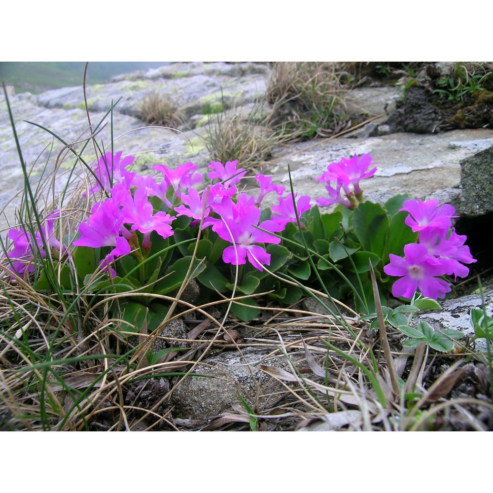 primula apennina widmer