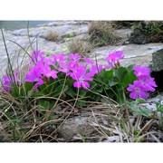 primula apennina widmer