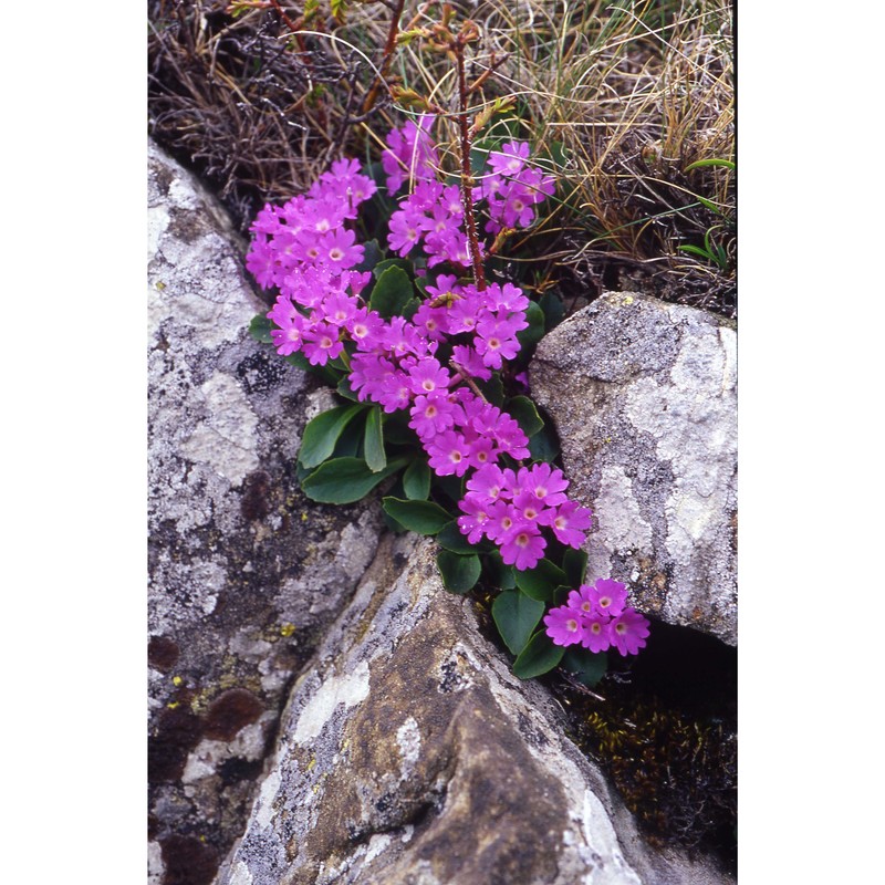 primula apennina widmer