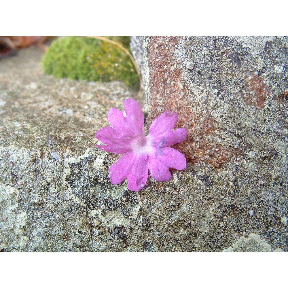 primula apennina widmer