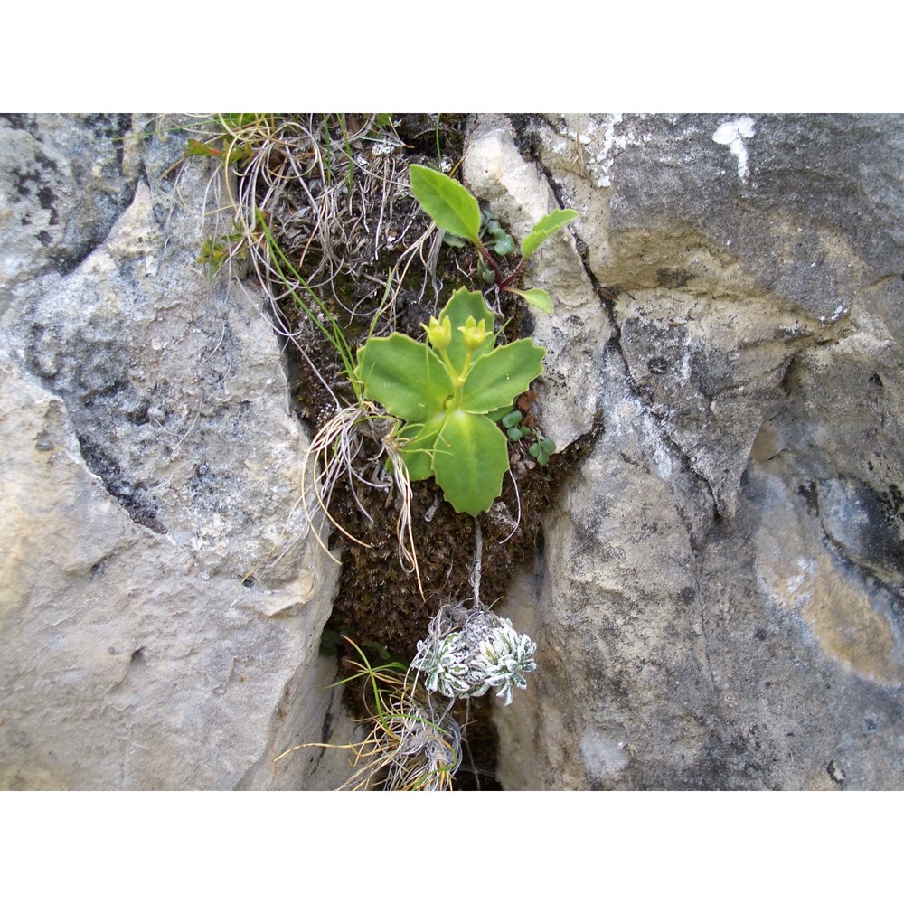 primula balbisii lehm.