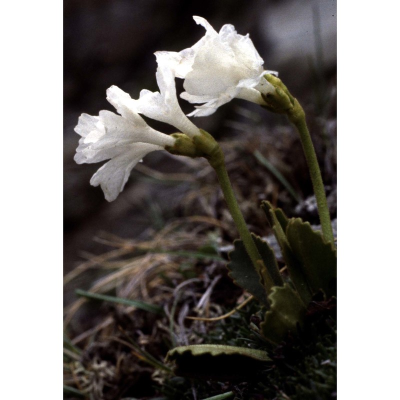 primula daonensis (leyb.) leyb.