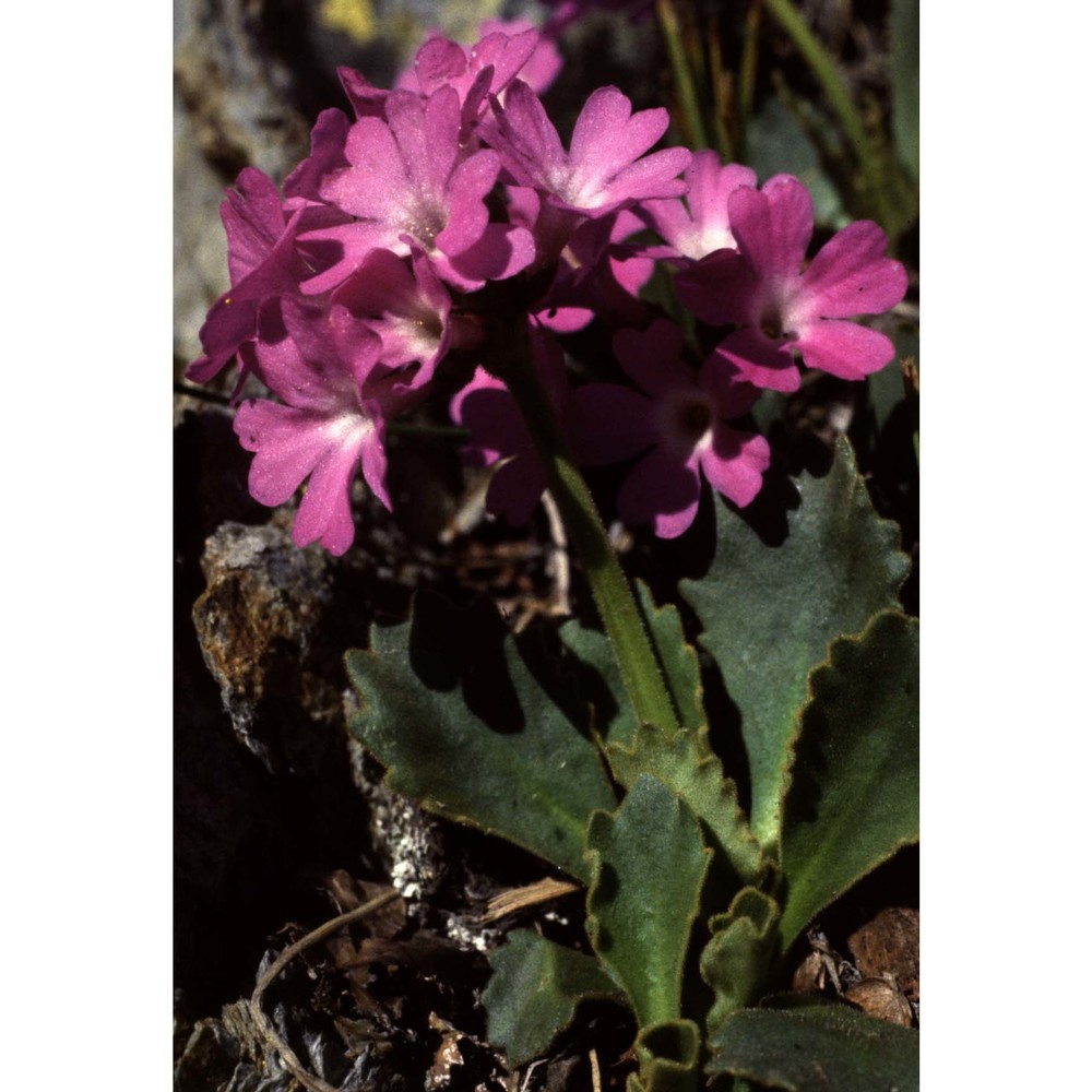 primula daonensis (leyb.) leyb.