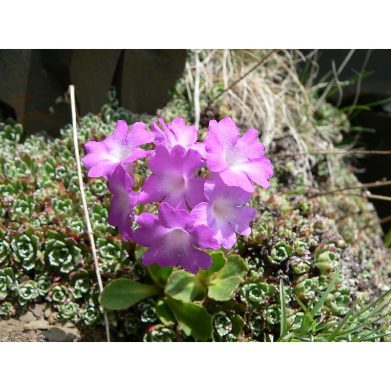 primula daonensis (leyb.) leyb.