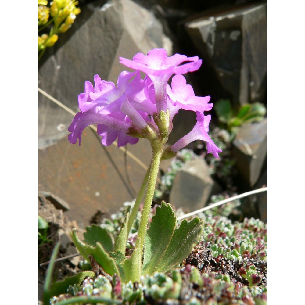 primula daonensis (leyb.) leyb.