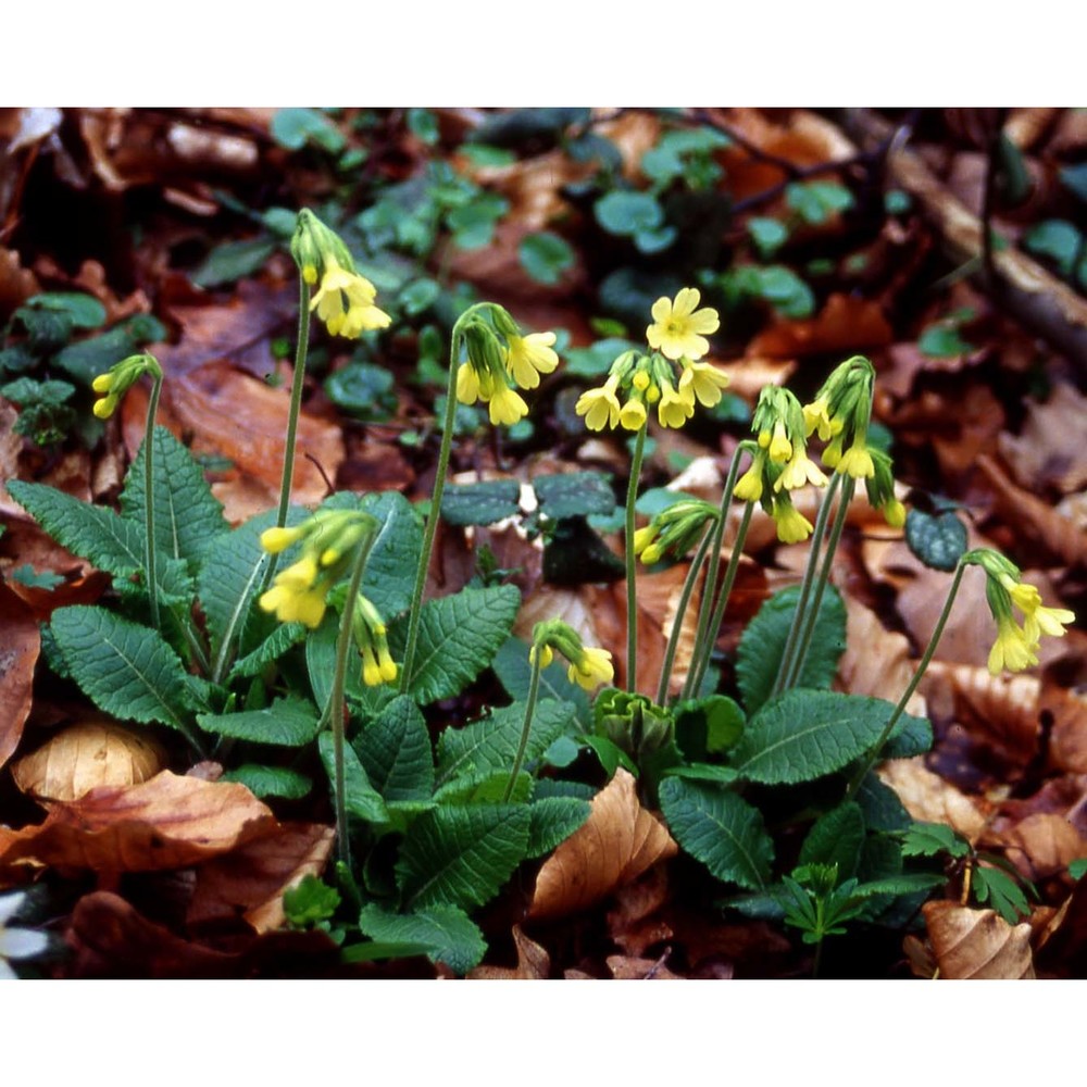 primula elatior (l.) hill