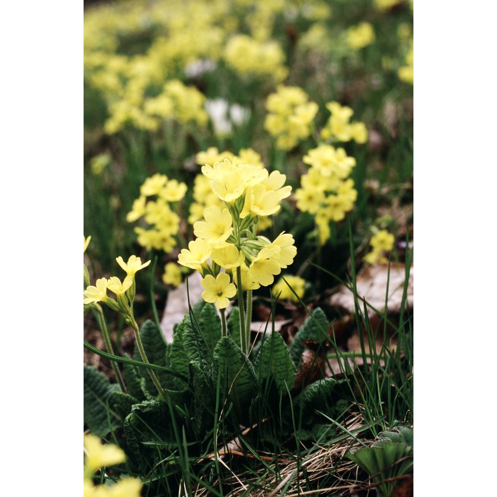 primula elatior (l.) hill