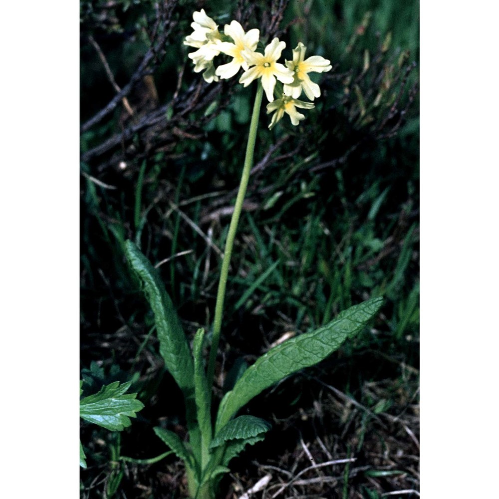 primula elatior (l.) hill