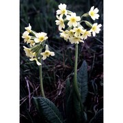 primula elatior (l.) hill