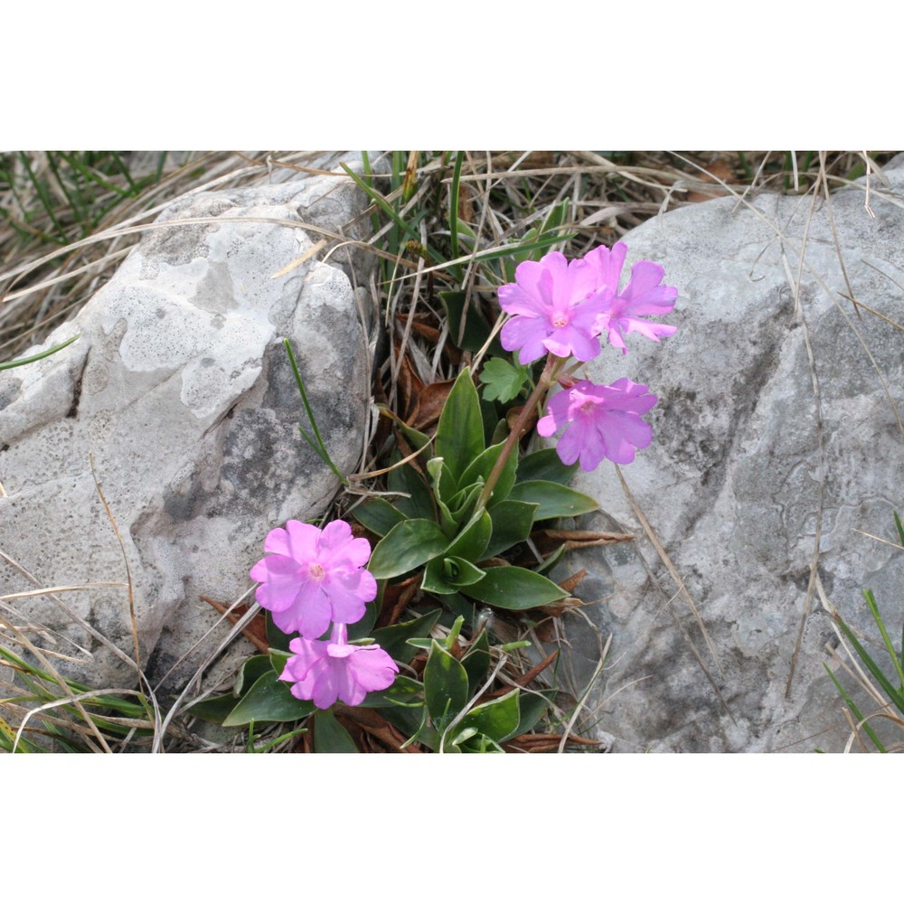 primula glaucescens moretti