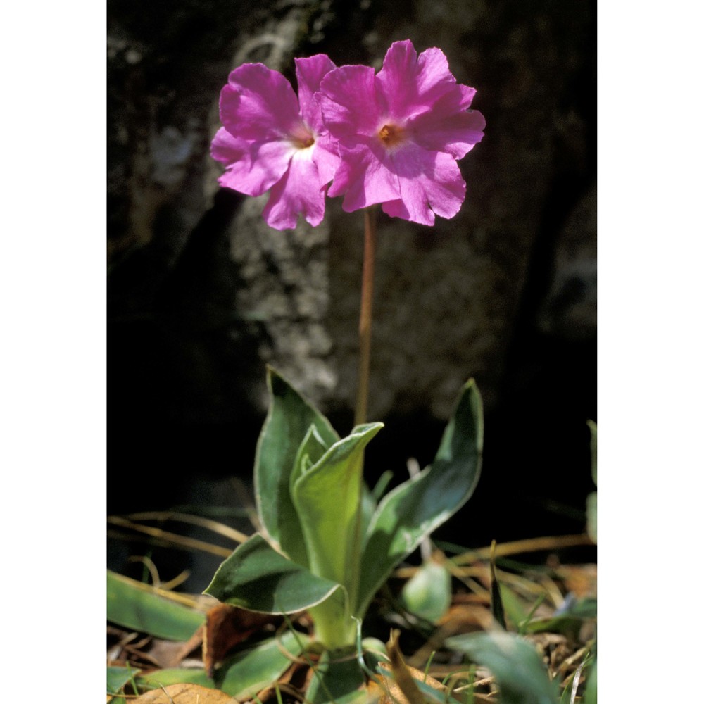 primula glaucescens moretti