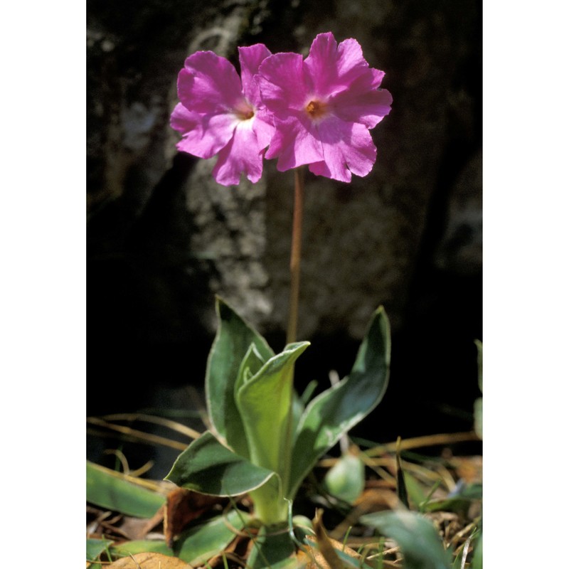 primula glaucescens moretti