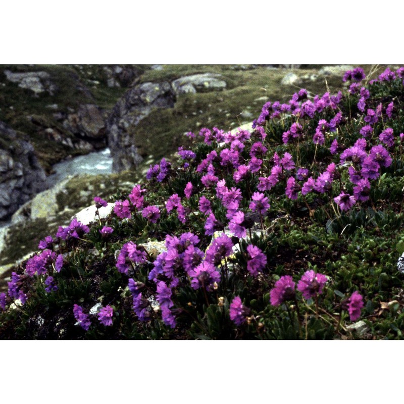 primula glutinosa wulfen