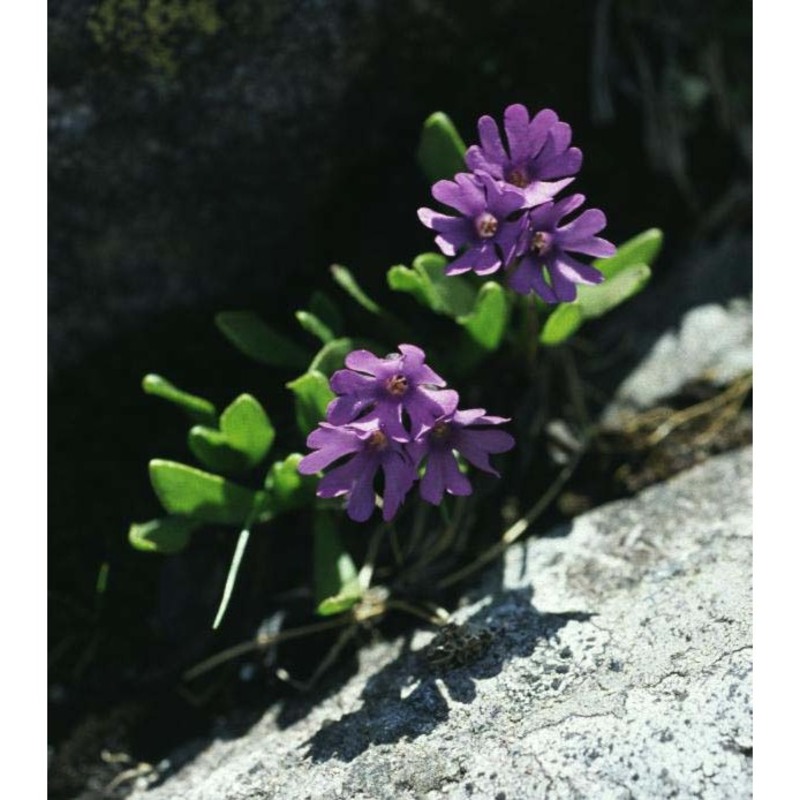 primula glutinosa wulfen