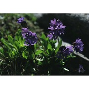 primula glutinosa wulfen