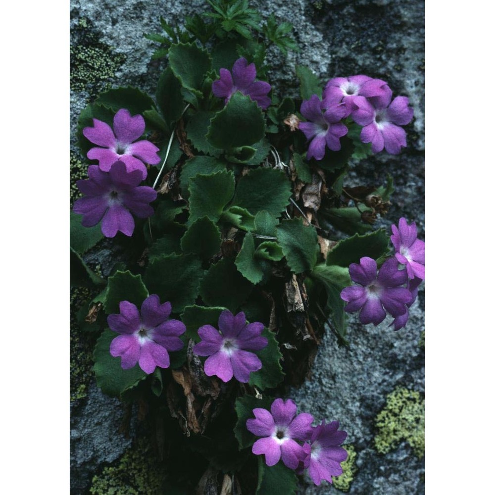 primula hirsuta all.