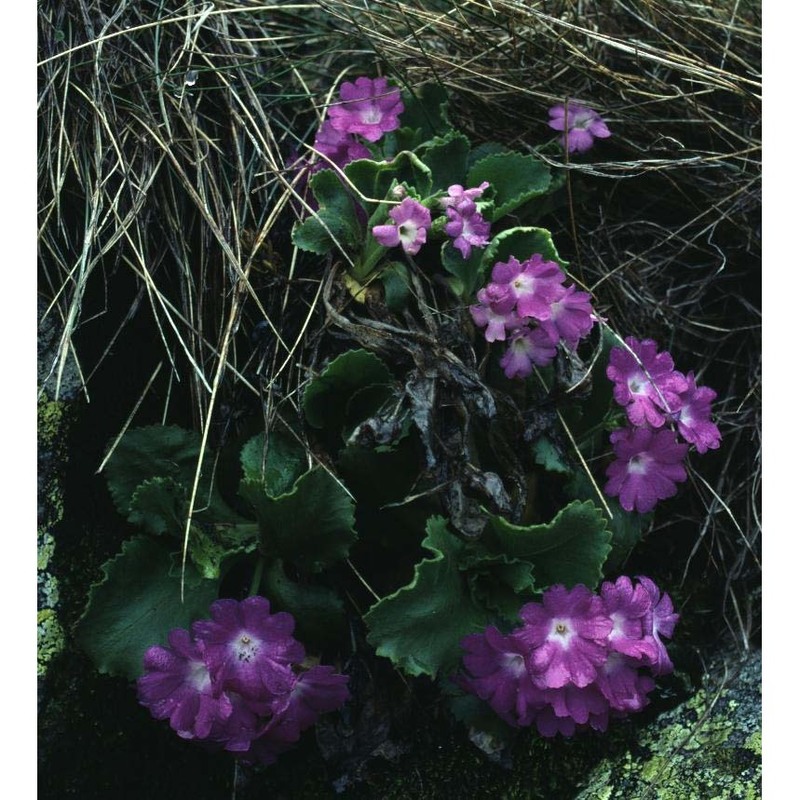 primula hirsuta all.