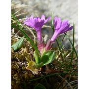 primula integrifolia l.