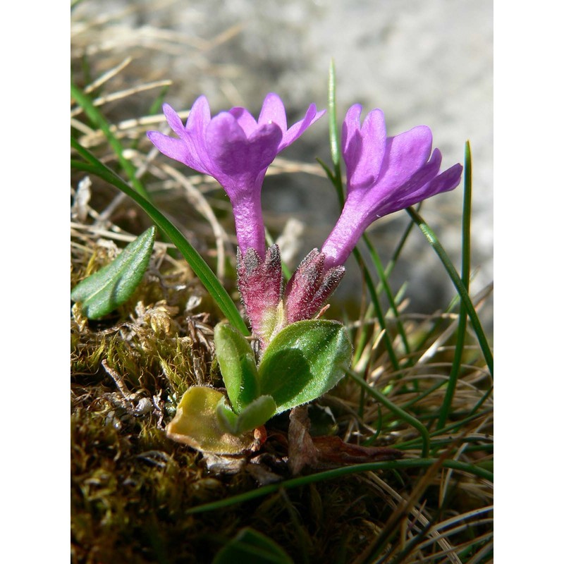 primula integrifolia l.