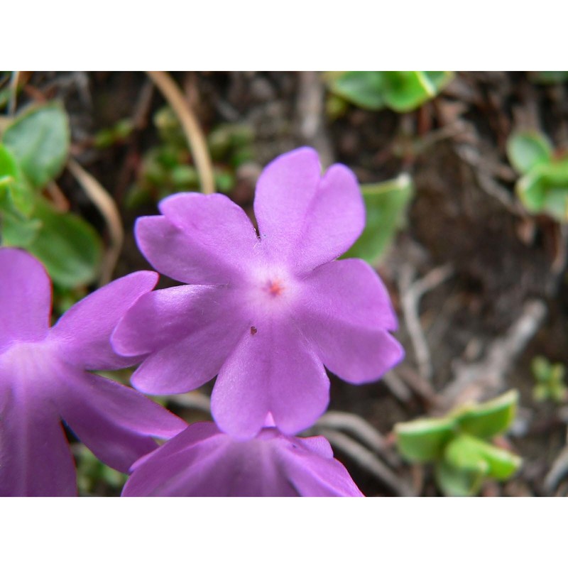 primula integrifolia l.