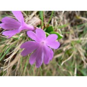 primula integrifolia l.