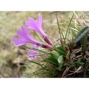 primula integrifolia l.