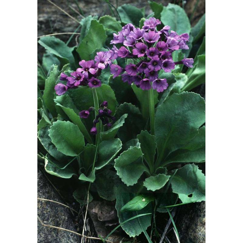 primula latifolia lapeyr.